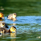 Illustration for article titled The best duck experiment ever conducted by physicists